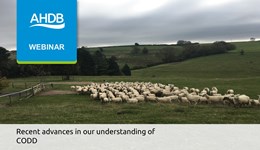 Recent advances in our understanding of CODD webinar